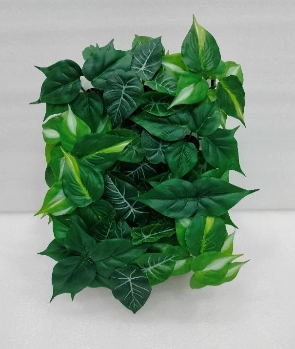Bonsai Med with Pot Med x 12